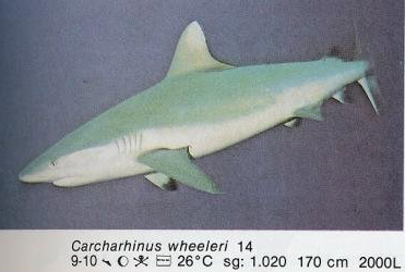 Carcharhinus wheeleri